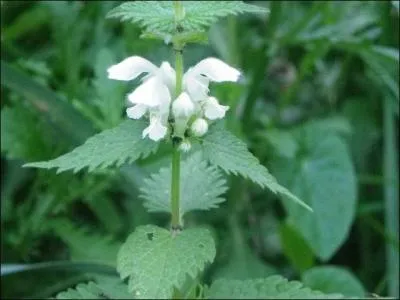 Terminez le proverbe : Une ... dans le poulailler - C'est un oeuf de plus dans le panier !