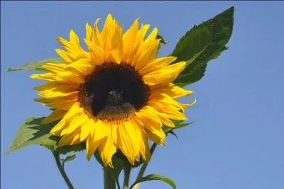 Trouvez la bonne remarque !