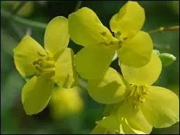 Regardez attentivement ces fleurs, que pouvez-vous en déduire ?