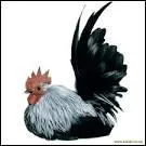 Quelle est cette race de poule, moins connue ?