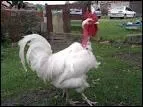 Quelle est cette race de poule ?