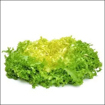 Les chicorées sont-elles seulement frisées et vertes ?