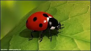 Si je vous dis "Coccinelle", à quoi ne pouvez-vous pas penser ?
