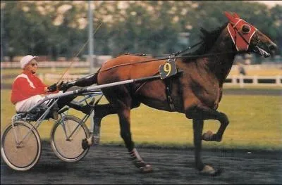 A quel âge est mort Bellino II, cheval de course français qui a remporté de nombreux prix ?