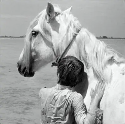 Crin-Blanc est un cheval de Camargue blanc.