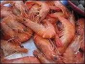 Où le cur de la crevette est-il situé ?