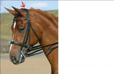 Quelle partie de la bride est placée derrière les oreilles du cheval ?