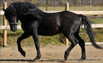 Où se situe le flanc ?