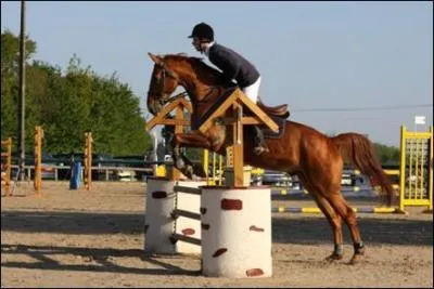 À quel âge un cheval peut-il faire des compétitions ?