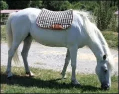 A quoi sert le tapis de selle ?