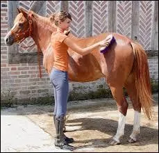 Pourquoi doit-on panser (brosser) son cheval avant de le monter ?