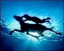 En quoi consiste le saut d'obstacles ?