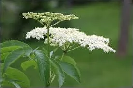Elle se doivent d'être dégustées en sirop.