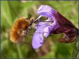 Lumineuse, éclatante, et la saveur du miel en prime.