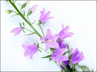Quelle est cette fleur au goût assez proche du petit pois ?