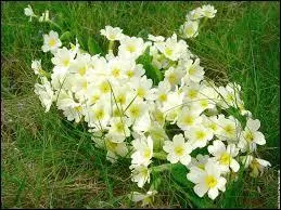 Pour un tendre goût de miel.