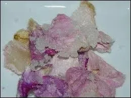 Pétales confits et cristallisés de cette divine fleur aux parfums envoûtants.