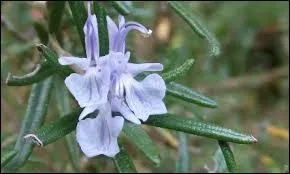 Quelle est cette délicate fleur qui relèvera une sauce ou la présentation d'une assiette avec beaucoup de douceur ?
