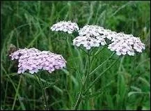 Si vous préférez un goût camphré, pensez à --------.