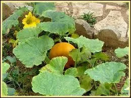De belles fleurs, mâles, pour des beignets délicieusement croquants.