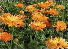 Qui donnera de belles couleurs jaunes, orangées, à vos plats de riz ?