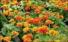 Mais peut-être allez-vous aimer les --------- au curieux goût de curry acidulé ?