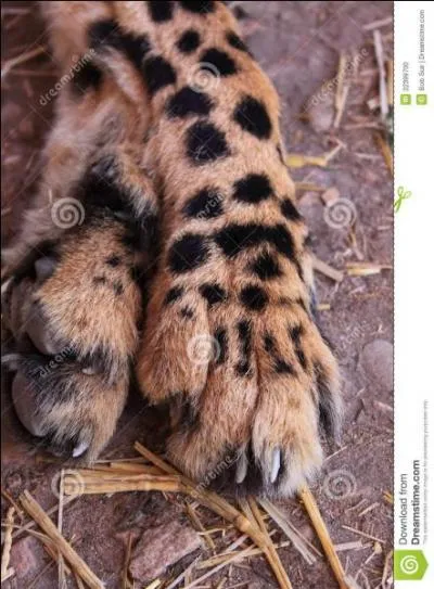 Les griffes du guépard sont rétractiles.