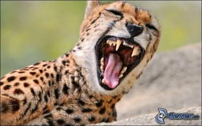 Quelle chose est la plus incroyable chez le guépard ? (L'image ne vous aidera pas trop)