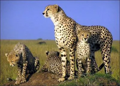 Combien de petits peut avoir la femelle ?