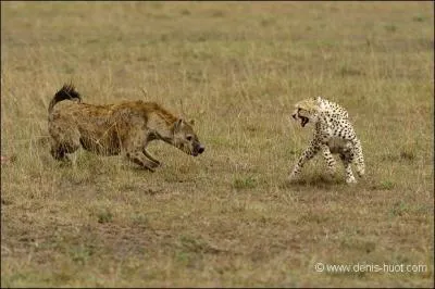 Le guépard seul est plus fort que la hyène. Vrai ou faux ?