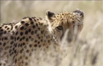 Comment appelle-t-on la femelle du guépard ?