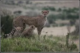 Comment dit-on guépard en africain ?
