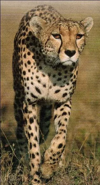 Le guépard sauvage peut vivre jusqu'à :