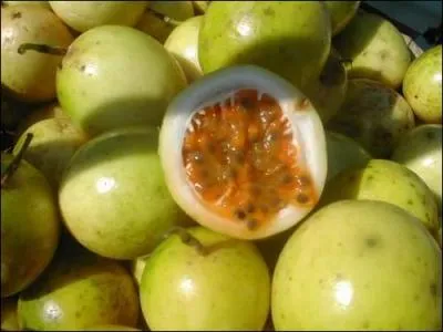 Trouvez le nom d'un chanteur ou d'un groupe des Antilles !