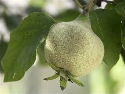 Trouvez le nom d'un arbre fruitier !