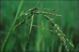 Laquelle de ces trois céréales a une inflorescence en épi ?