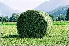 Si l'aliment de base d'une vache est le foin, quelle quantité peut-elle consommer en une journée ?