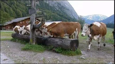 Pendant la période estivale, quelle quantité d'eau peut boire une vache ?