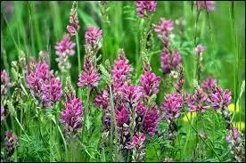 Les graminées prairiales ou poacées sont de la même famille que le ray-grass des pelouses. Laquelle de ces trois plantes n'est pas une graminée prairiale ?