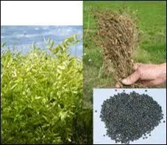 Les légumineuses ou fabacées prairiales sont des plantes qui appartiennent à la même famille que le trèfle. Quelle plante n'en fait pas partie ?