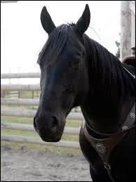 Quel est le nom du cheval qu'elle a sauvé avec sa mère ?