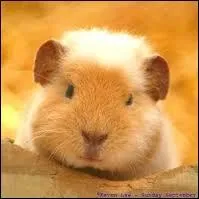 Comment s'appelle leur bébé ?