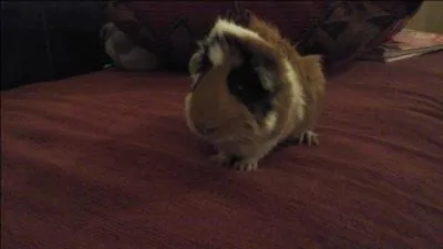 À partir de quel âge est-il adulte ?