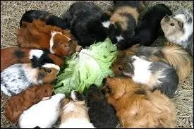 Quel peuple a été le premier à les élever ?