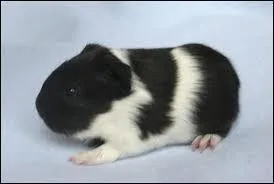 Quelle est leur activité principale ?