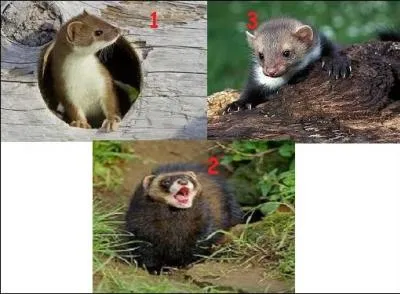 Et si les résultats du jeu ne conviennent pas, il y a celui qui ne mettra pas de médaille par dépit, celui qui trouvera un détail contre lequel il va pester et en faire tout un fromage à l'auteur du quiz, et celui qui va ------- comme un --------.