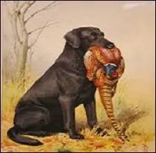 Mais ce même verbe prend un sens différent quand on l'emploie pour parler d'un chien de chasse. Quel est-il ?