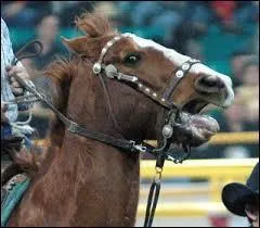 L'adjectif « gueulard » s'applique-t-il au cheval ?