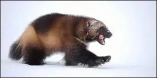 Mais le « gueulard » est aussi un ----------, en langage populaire.