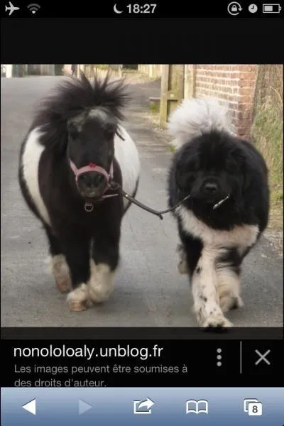 Quelle est cette race ?